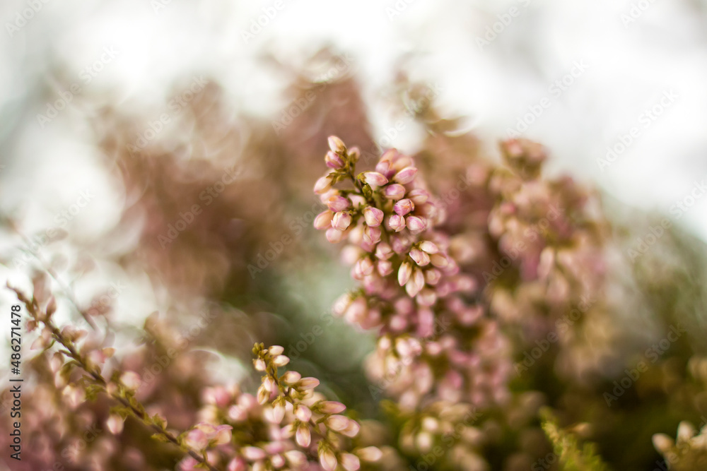 Soft background for the presentation. Stones and small pink flower buds. Macro photography. Stylish appearance, layout, personality. Soft background for the presentation. Stones and small pink flower buds. Macro photography. Stylish appearance, layout, personality.