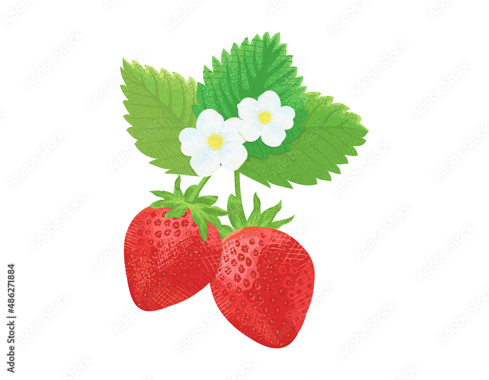 苺と苺の花のイラスト ベクター素材 Stock Vector Adobe Stock 苺と苺の花のイラスト ベクター素材 Stock Vector Adobe Stock