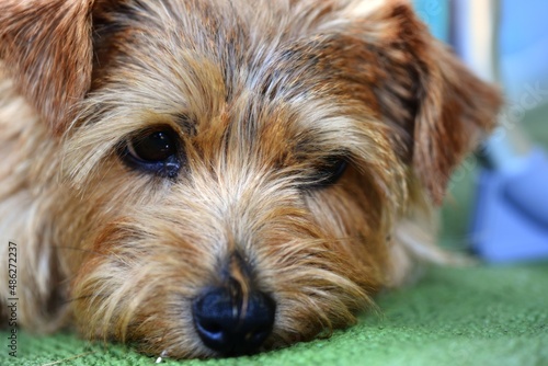 Norfolkterrier