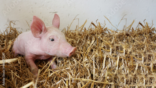 Ferkel, Schwein im Stroh, schaut nach rechts, Platz für Text, Sau