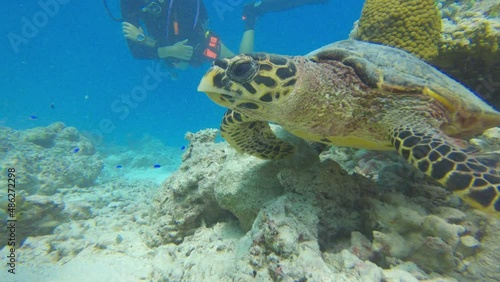 Scuba Diver swimming with green sea turtle in Maldives Indian Ocean photo