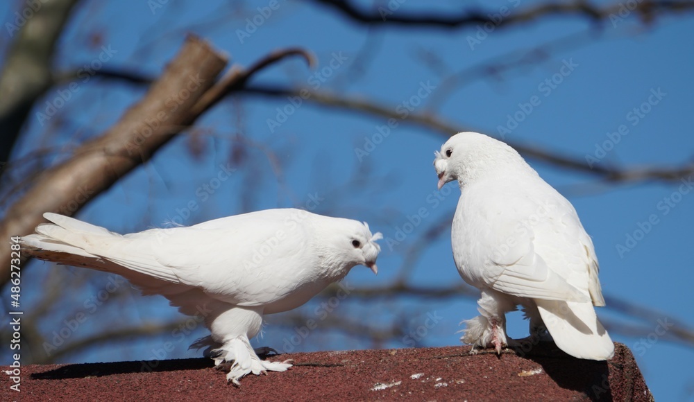Obraz premium Pigeons