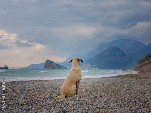 antalya, turkey, winter walk by the mediterranean sea. Rear view of lost dog alone on smooth wet beach looking out to sea under blue sky with grey storm clouds