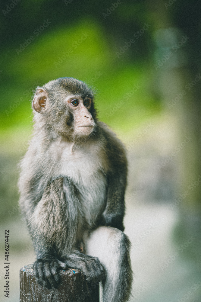 Naklejka premium Monkey Wild animals
