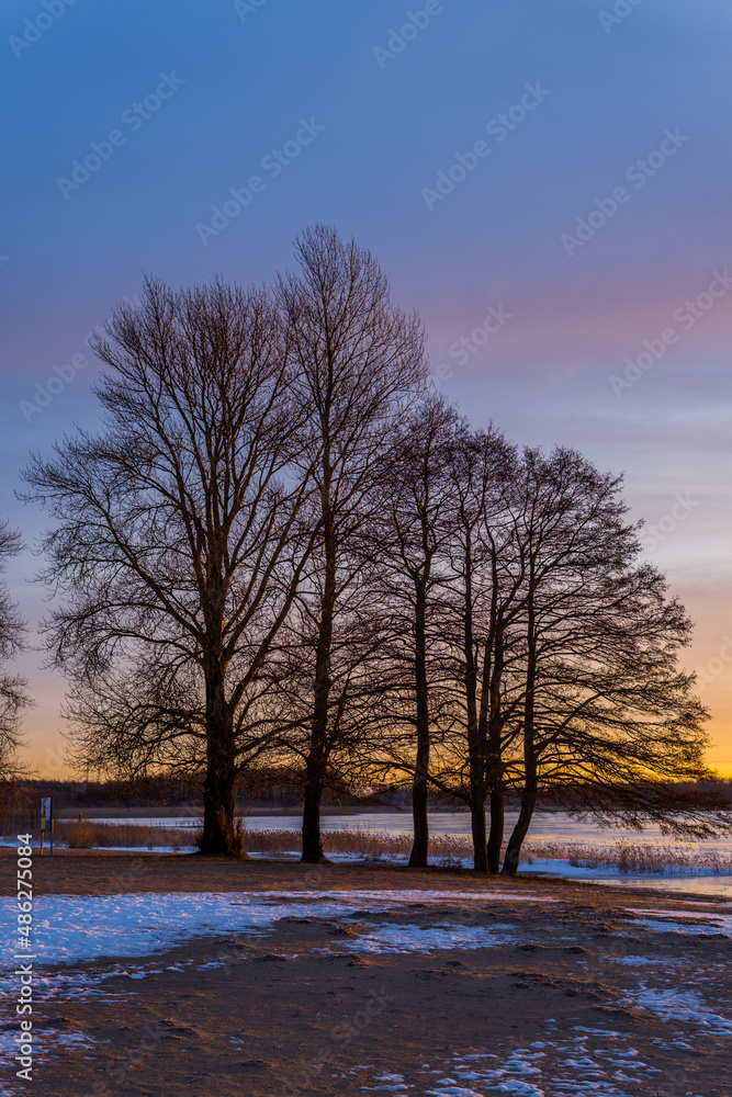 Vertical view of trees at the stunning frozen Lake Maardu near Tallinn, Estonia at sunrise Vertical view of trees at the stunning frozen Lake Maardu near Tallinn, Estonia at sunrise