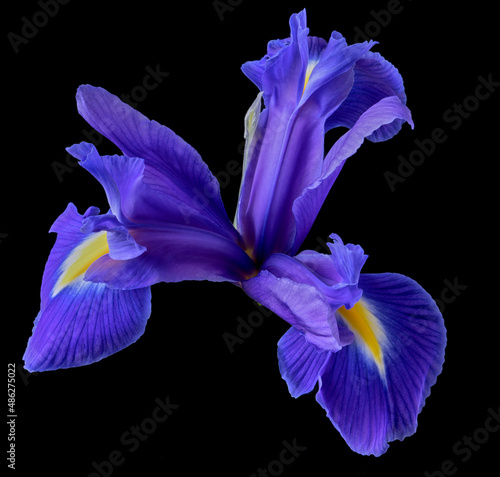 Fototapeta Naklejka Na Ścianę i Meble -  iris flower grows on a black background