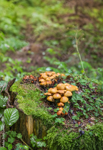 Family Honey fungus on an old tree stump in the forest after the rain. Stump covered with moss.