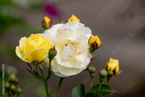Gorgeous creamy yellow rose with buds, color transition during flowering