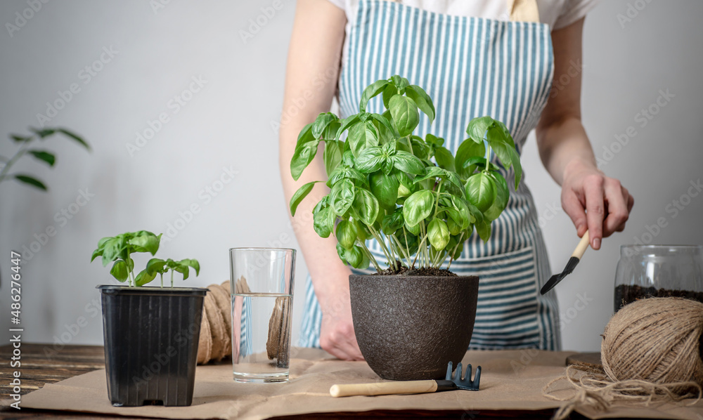 On a wooden table gardening tools, soil. Person in an apron is planting a green plant into a pot. Agricultural concept, young plants care, seedlings and hobby On a wooden table gardening tools, soil. Person in an apron is planting a green plant into a pot. Agricultural concept, young plants care, seedlings and hobby