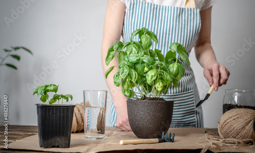 On a wooden table gardening tools, soil. Person in an apron is planting a green plant into a pot. Agricultural concept, young plants care, seedlings and hobby