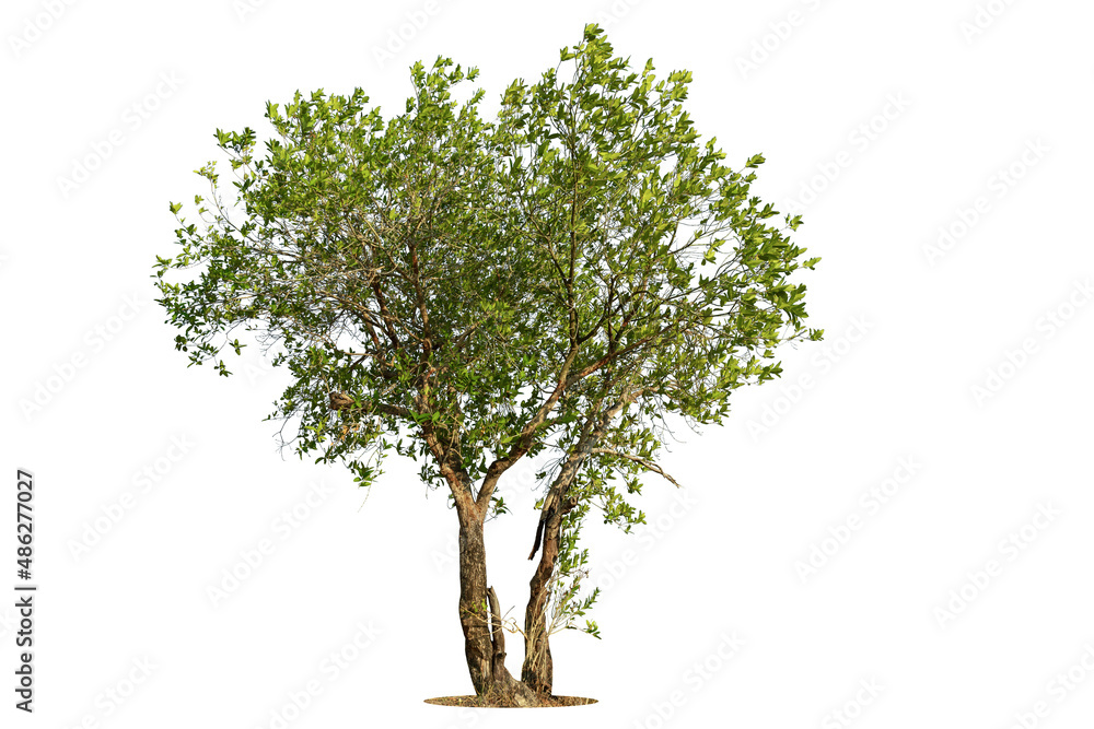 Obraz premium Trees isolated on white background, tropical trees isolated used for design, advertising and architecture