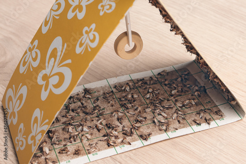 Moth trap full of Indian meal moths (Plodia interpunctella); color illustration photo of insect repellent and pest control or anti-moth advertising.