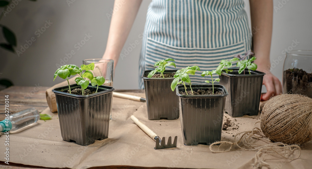Person in an apron is planting young green basil seedlings in pots with soil. There are gardening tools on the table with craft paper. Agricultural concept, hobby Person in an apron is planting young green basil seedlings in pots with soil. There are gardening tools on the table with craft paper. Agricultural concept, hobby