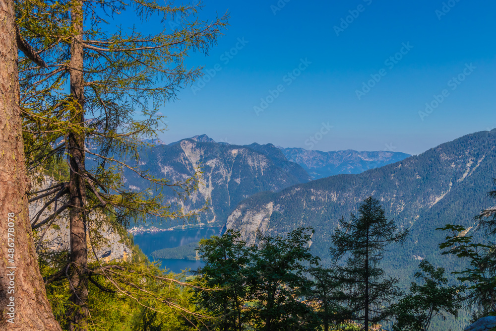 Sunny landscape in the European Alps, near lake Hallstatt (Hallstatter See), Austria. Giant pine trees beside the path in the hillside. Summer nature and wanderlust concept.
