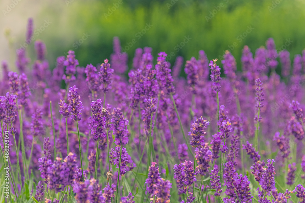 Obraz premium Close-up detailed photo of purple Lavandula (Lavender) flowers against green natural background.