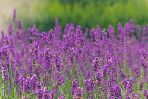 Close-up detailed photo of purple Lavandula (Lavender) flowers against green natural background.