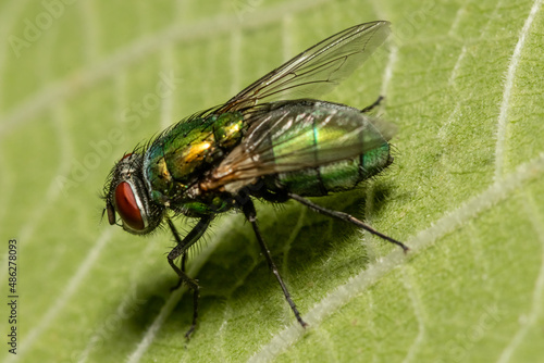 Close-up detailed photo of a fly on a green leaf