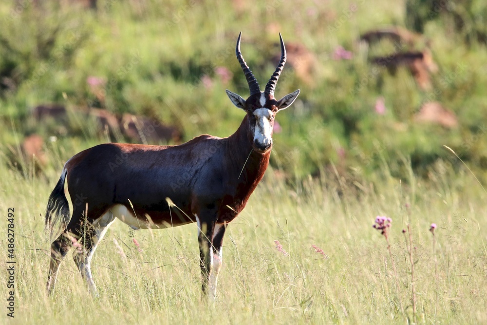 Naklejka premium Blesbok, South Africa