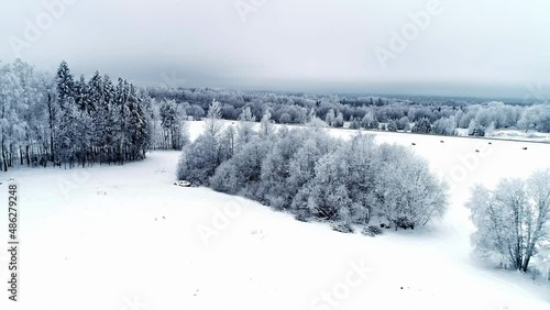 Aerial forwar moving shot of white snow-covered plains lands and trees with a road passing by in the countryside in a cloudy overcast day.  photo