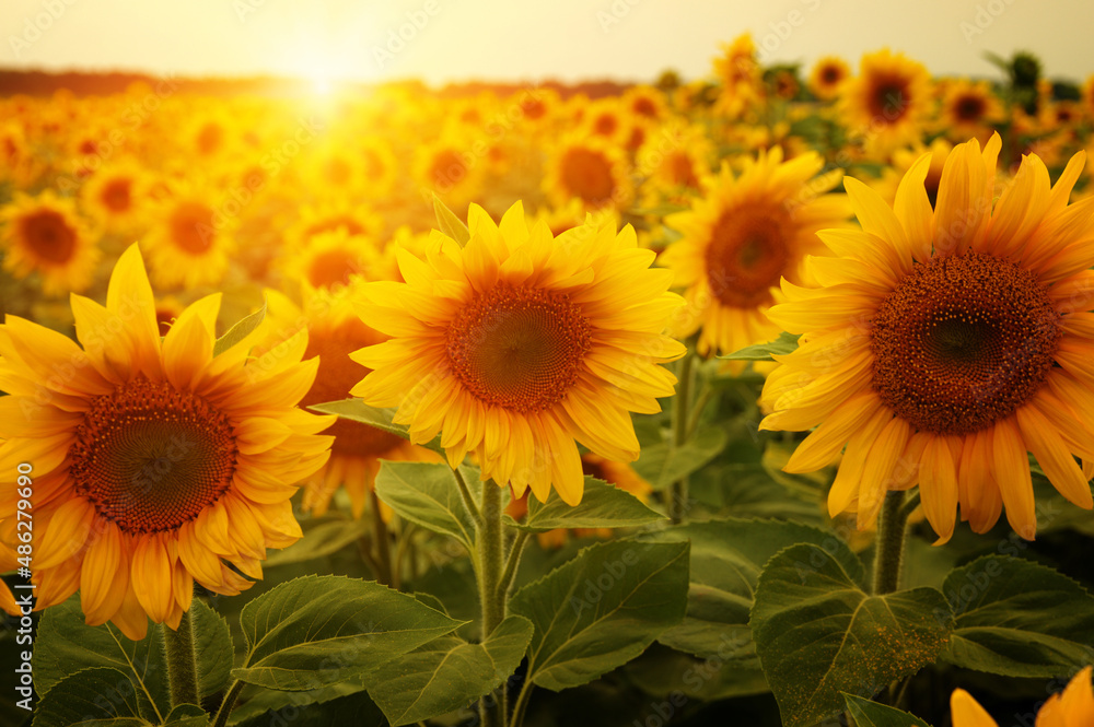 Obraz premium sunflowers and sun