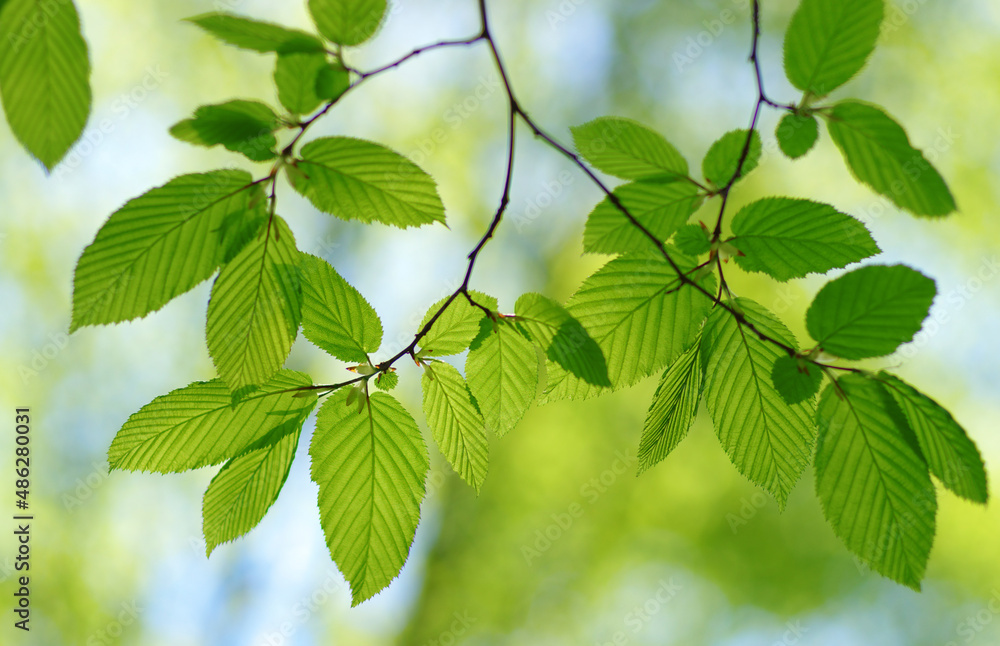 Green leaves plants nature spring background at Green leaves plants nature spring background at