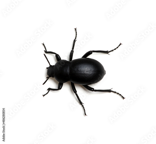 Fotografie, Obraz black beetle on white