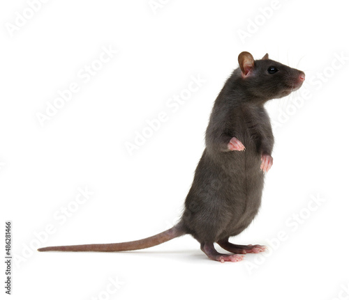 Rat close-up isolated on white background © Alekss