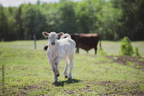 Cute charolais calf standing outside in beautiful summer pasture photo