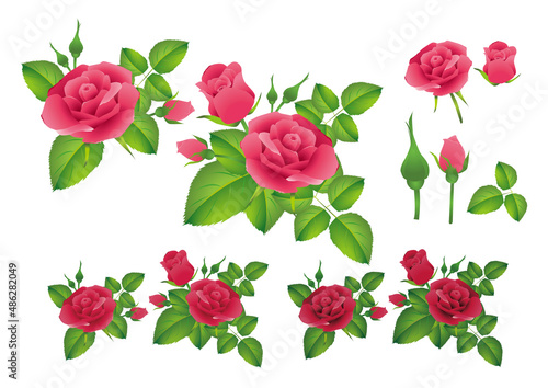 red rose