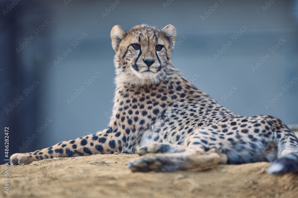 Fototapeta premium チビーター