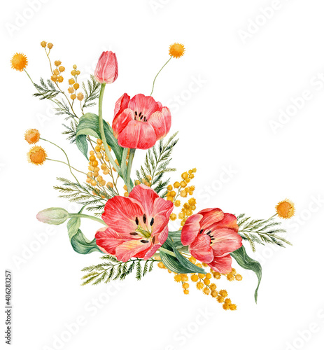 Fototapeta Naklejka Na Ścianę i Meble -  Bouquet of red watercolor tulips, yellow mimosa and craspedia. Watercolor illustration of silver wattle. Spring flowers.