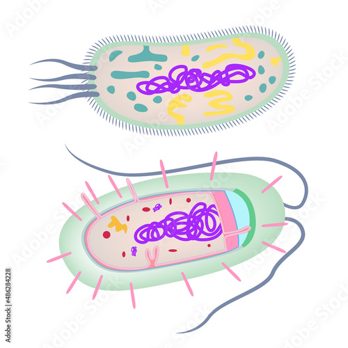 The structure of the bacteria. Single-celled organism. Escherichia coli. Vector illustration