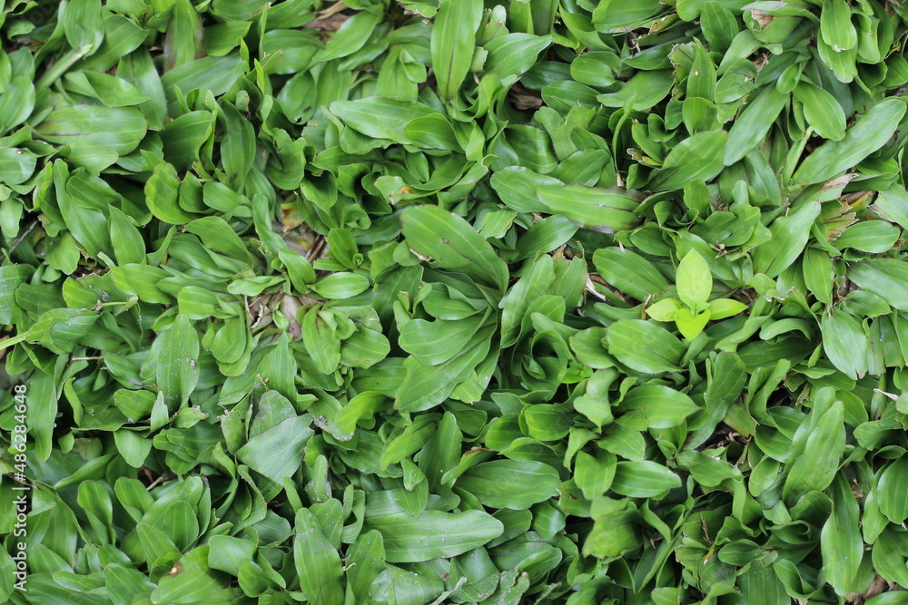 green leaves background green leaves background