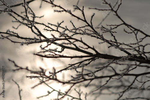 A close-up of a tree branches in hoarfrost against the background of a blurry snow-covered winter forest in defocus.