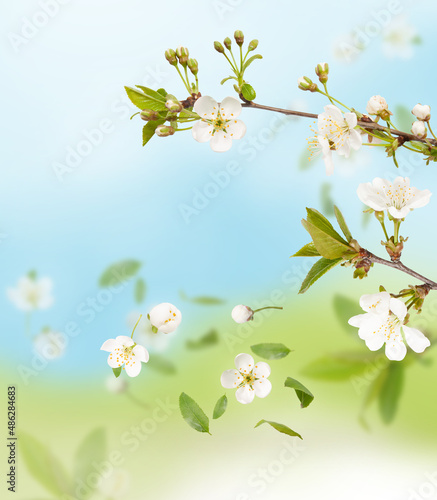Blooming cherry branch on sky background. Photo collage. Levitation Spring concept. Sping white cherry blossom flowers flying in the air on blue background. Sakuraflowers fall down from the twig
