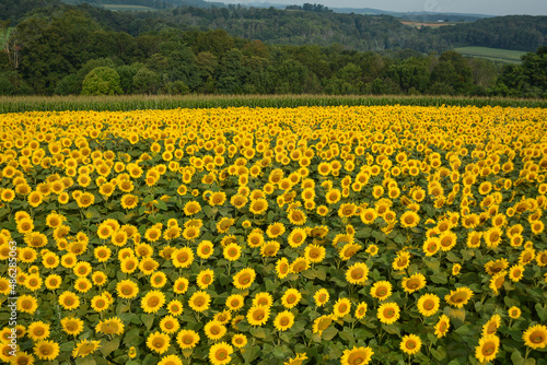 field of sunflowers