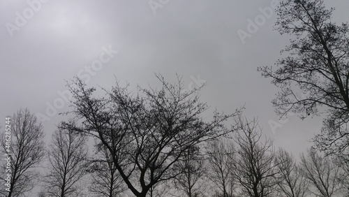 Dark trees in grey sky