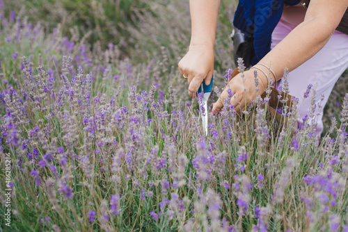 Woman cutting lavender flower with scissors