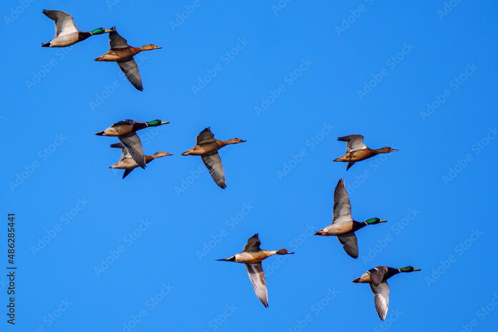 Spot-billed Duck in Shanghai