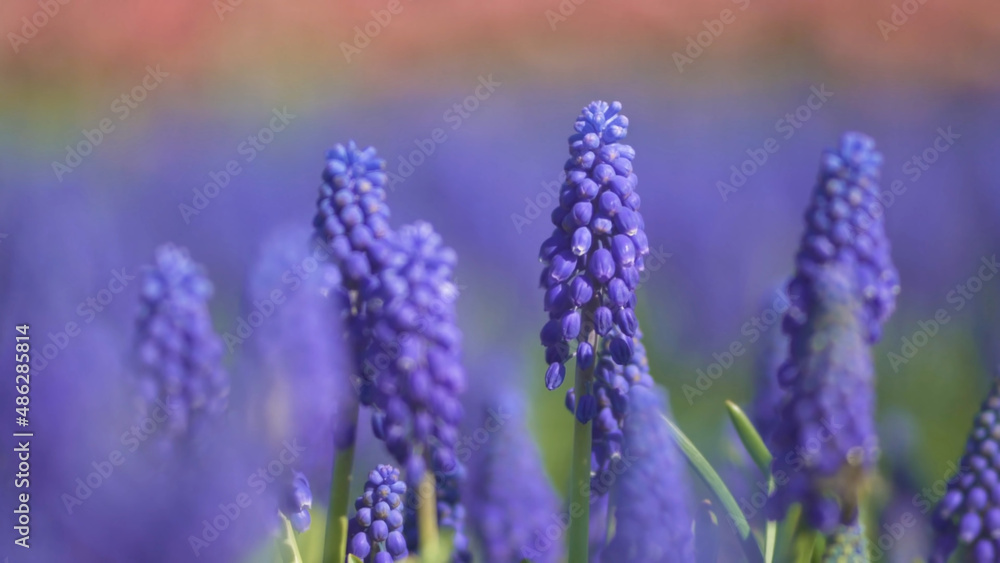 beautiful lavender field in france beautiful lavender field in france