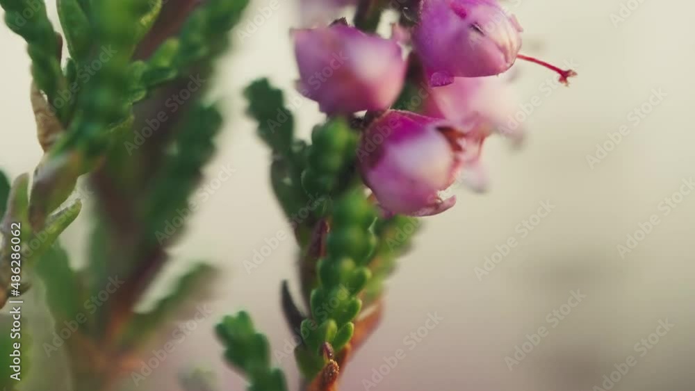 Rack Focus View Of Closed Pink Flower Bulbs On Green Stem. Close Up Rack Focus View Of Closed Pink Flower Bulbs On Green Stem. Close Up