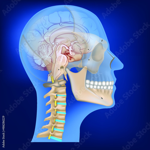 3D rendering of a human head with a spine and a brain. X-ray image in the light. Vector illustration