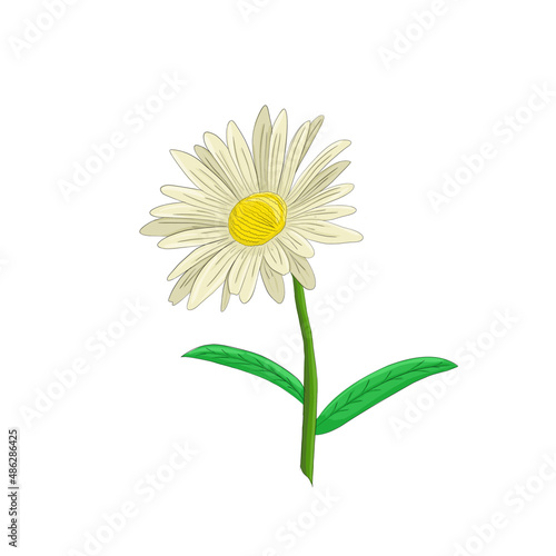 white chamomile flowers bloom beautifully