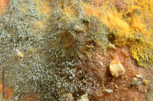 Microphoto of mould on white bread, focus on foreground. photo