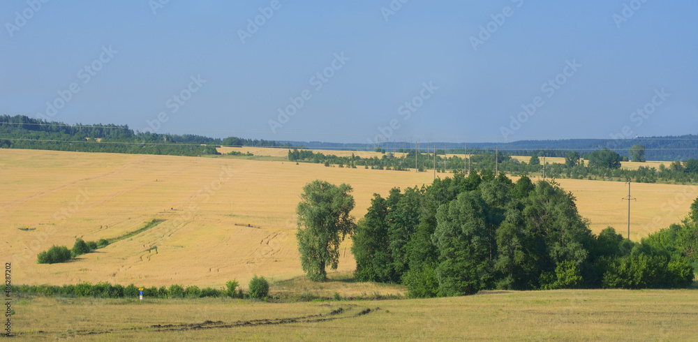 Russian field, plain, space, beautiful landscape, countryside,