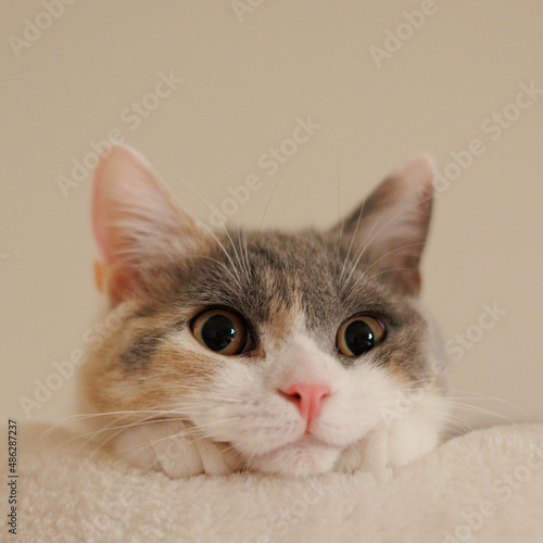 Konstfotografi 猫タワーから覗く猫