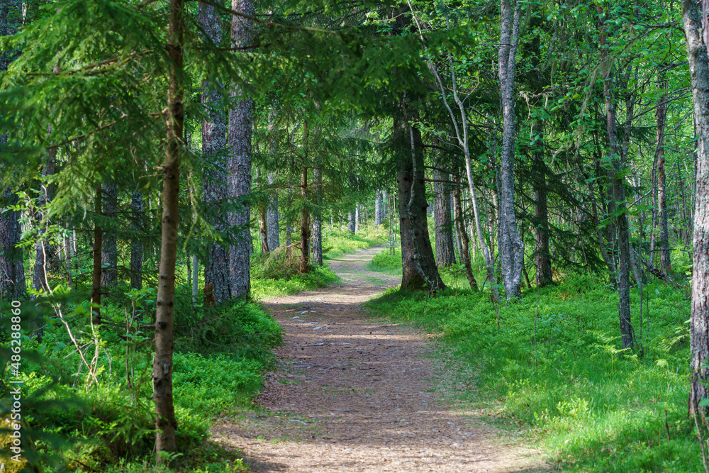 Fototapeta premium Beautiful walking trials in the nature.