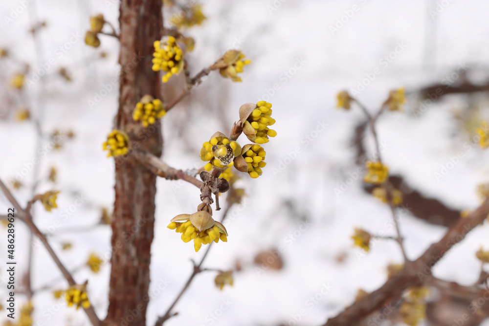 Dogwoods in a winter garden. Cornelian cherry or European cornel is a shrub with red fruits that is also often wild. He is also one of the medicinal plants. Dogwoods in a winter garden. Cornelian cherry or European cornel is a shrub with red fruits that is also often wild. He is also one of the medicinal plants.