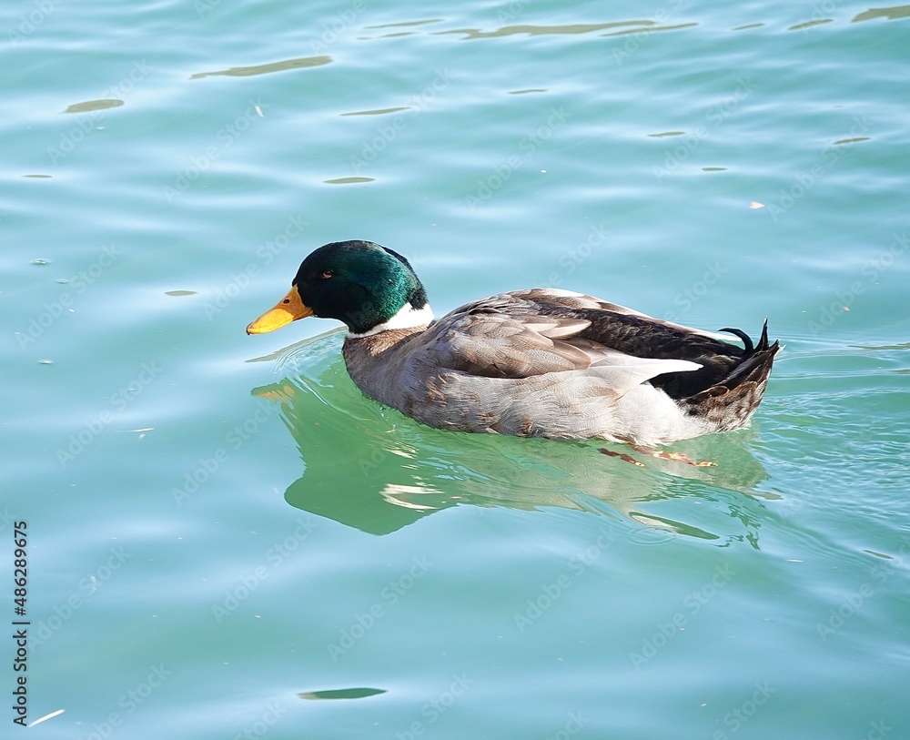 Obraz premium duck in the water