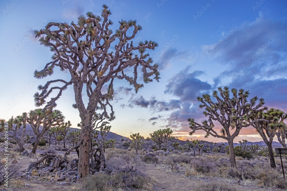Picture of Yoshua Tree National Park with cactus trees in California during the day